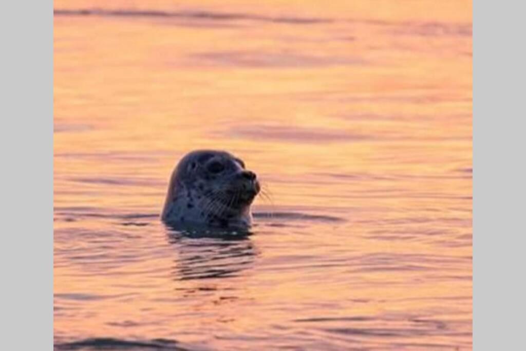 Gl 18 Gite A 100M De La Plage Cayeux-sur-Mer Dış mekan fotoğraf